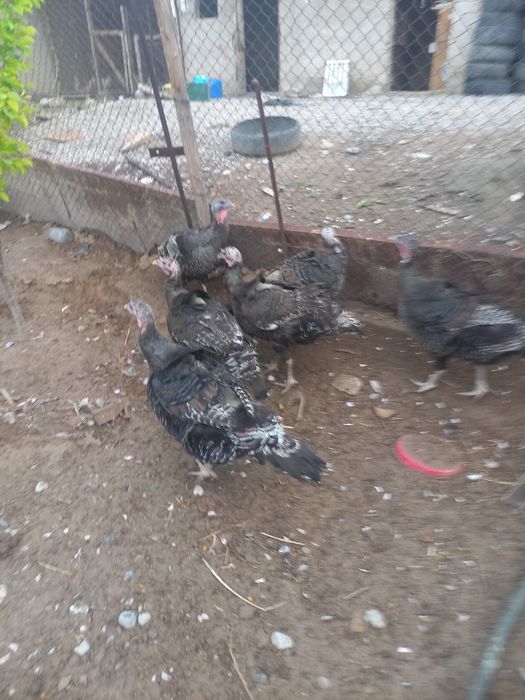 Индюк россия бронза 708