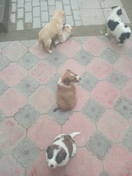 Канден кушыктеры кабаган