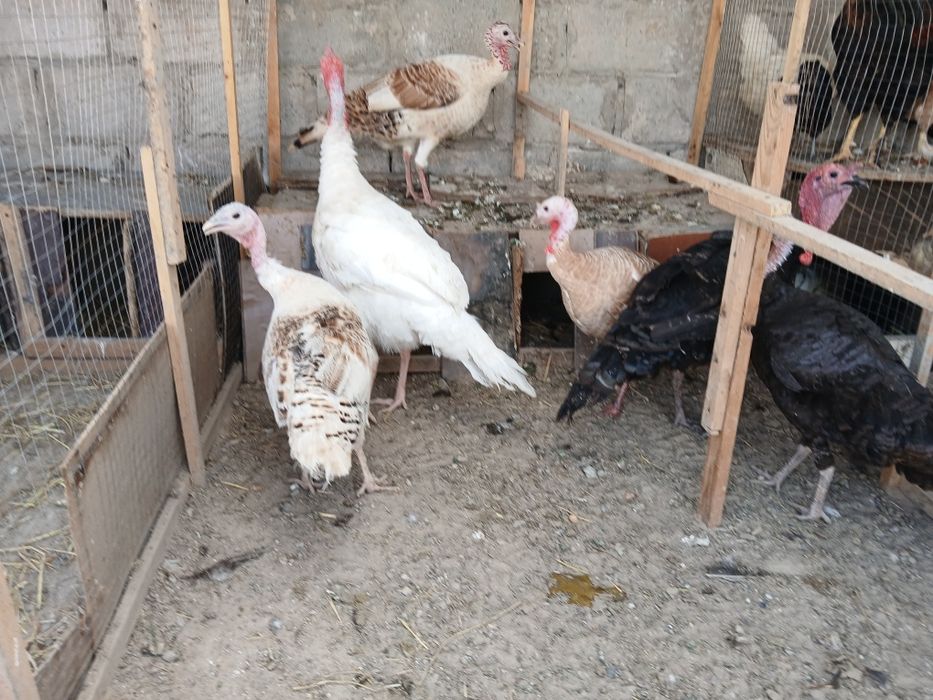 Kurkalar sotiladi modalar 400 ming narlar 500 ming sog'lom