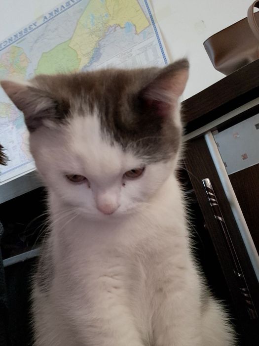 Продам котика Британского