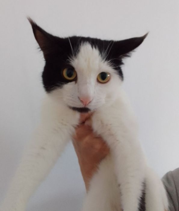 Отдам в добрые руки.