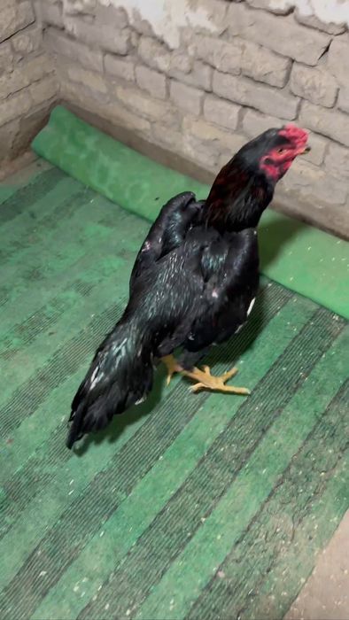 Коравой сотилади май жужаси