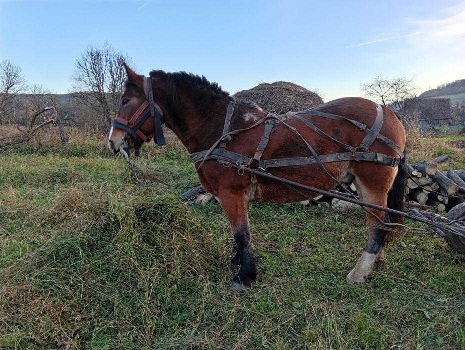 Vând cal bun de ham