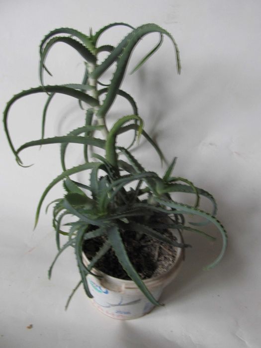 Алоэ лечебный 4-x летний