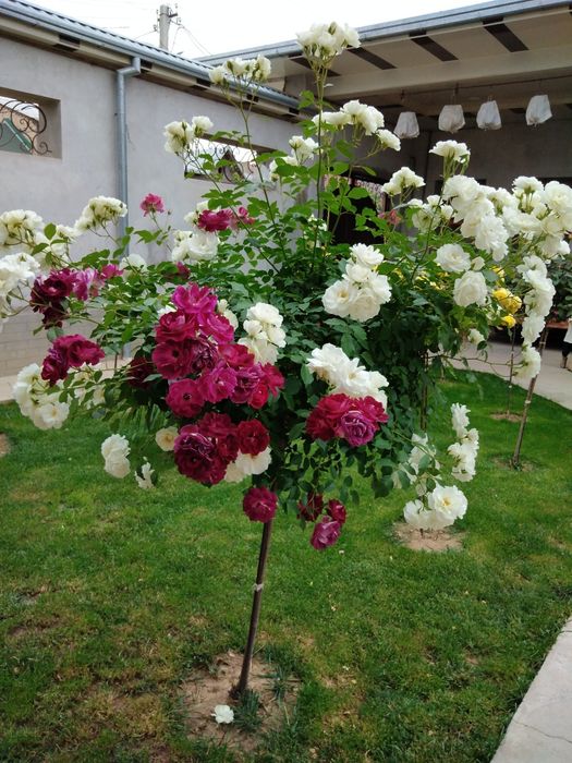 Штамповый роза shtambiviy roza