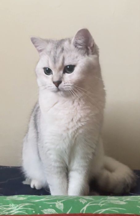 Красавец молодой котик приглашает на вязку
