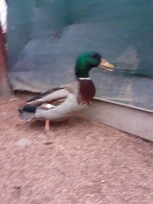 Rațe Rouen de ânzare!re!