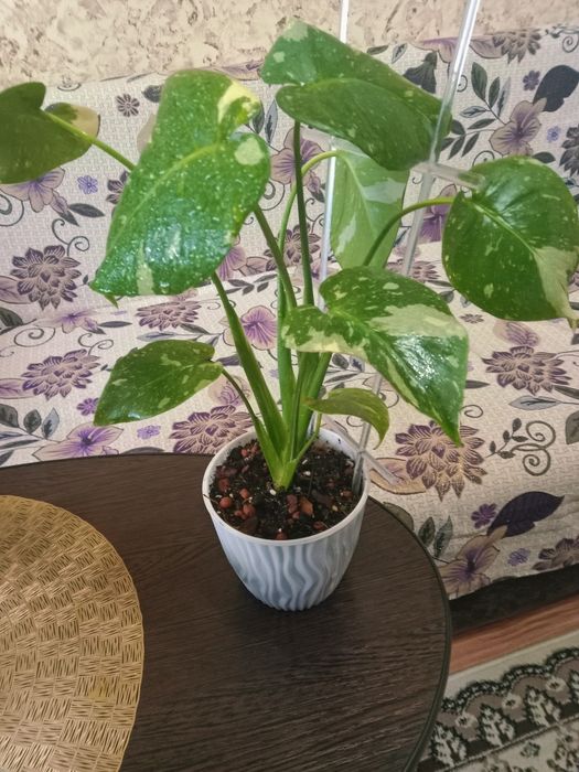 Монстера Тайское Созвездие