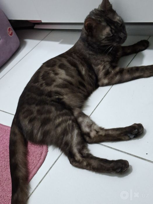 Bengal. Toza qonli bengal mushuk. Bengal mushuk. Mushuk.