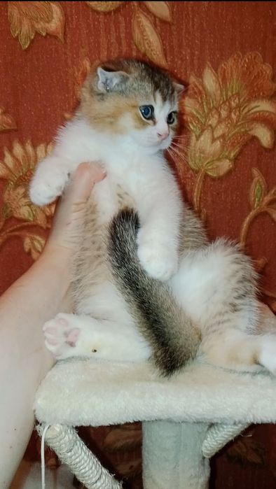 Очень сладкий малыш шотланский фолд, цвет золотой биколорный