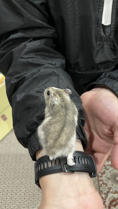 Продается хомячок