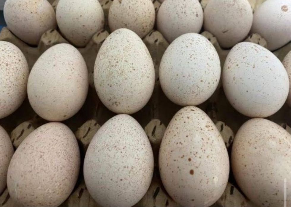 Qora Uxayul, qora bramma, qora jaydari tuxumlari