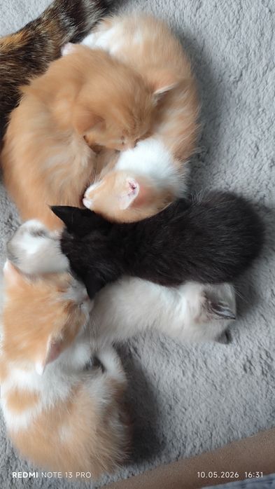 Котёнки, 2 месяца, все мальчики