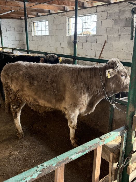 Бычки на продаже