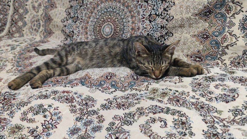 КОТЕНОК 2-3 МЕСЯЦА, домашний