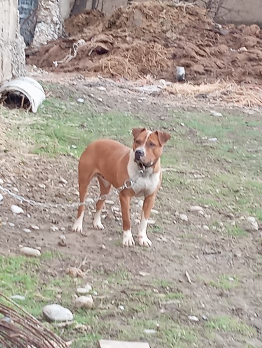 Таза пит 1 жас пит бултерйер