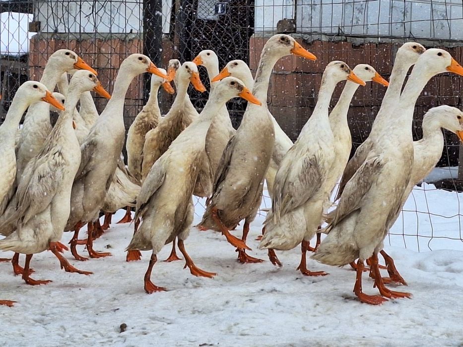 Ouă rațe indiene alergătoare linie Italia