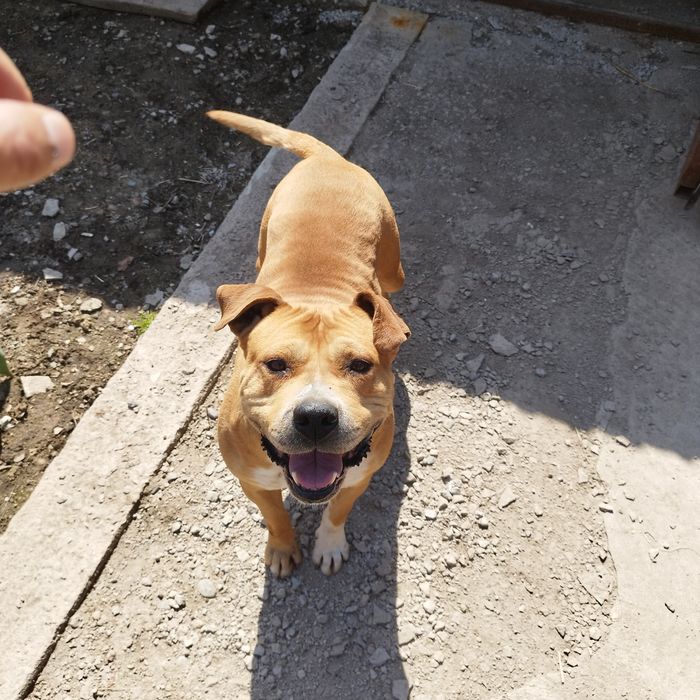 Продам стаффорд девочка