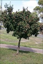 Мушмула (Mespilus germanica)