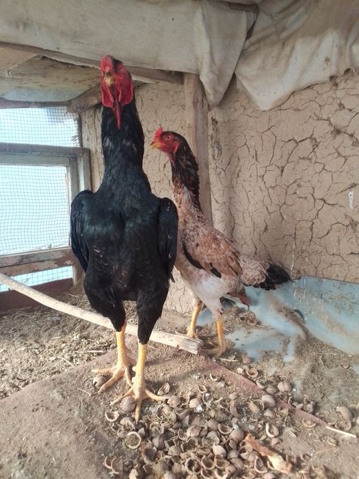 Dakan xoroz va tovuq