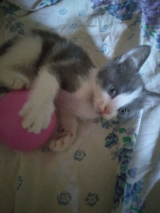 Красивый котёнок