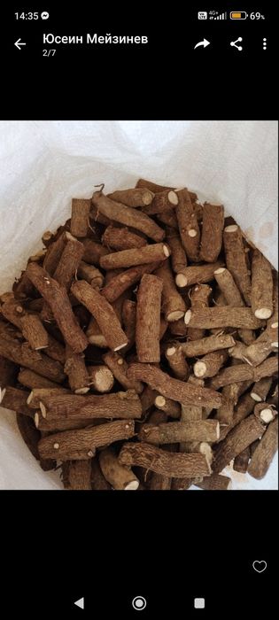 Butasi -drajoni Pauwlovnia