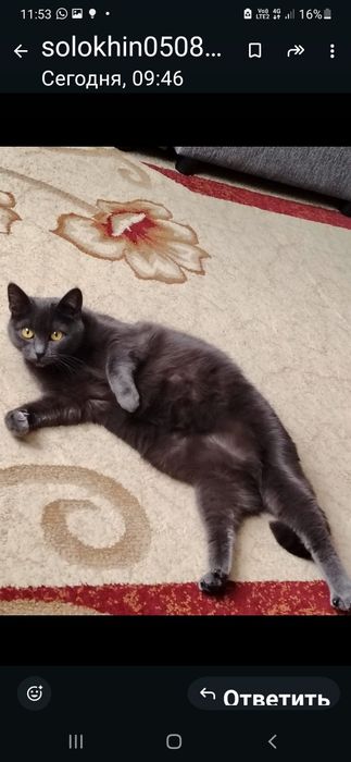 Срочно !!! Отдам !!!