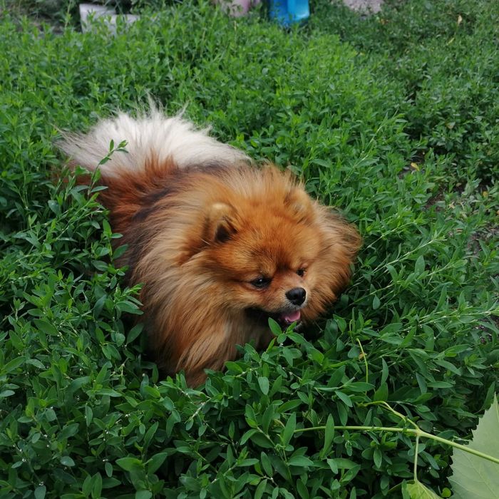 Предлагается к вязке шпиц