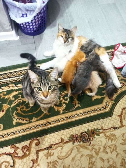 Отдам даром котят с мамой