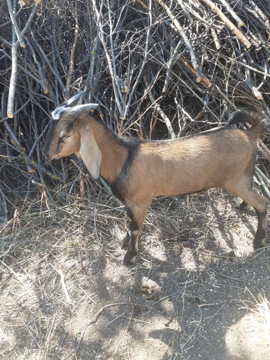 Vand tap,iedut si capra
