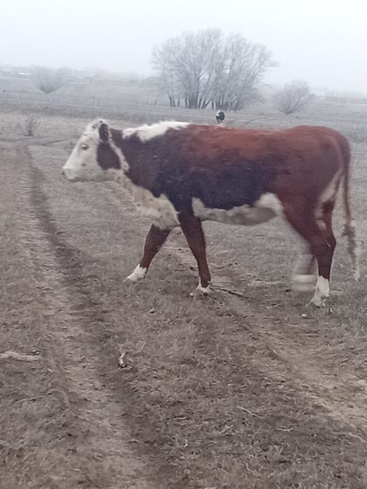 Сиыр,кашар, подсостар  сатылады