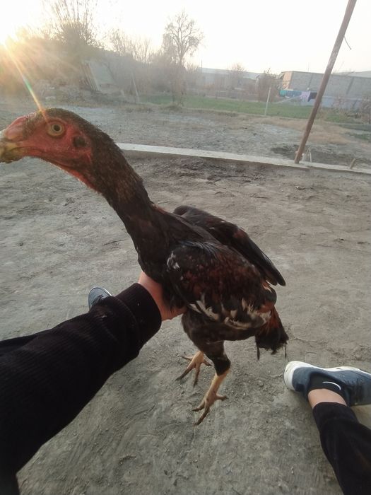 Ассалому алейкум куланги хуроз сотилади зоти карис