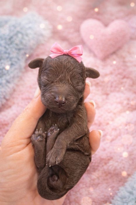 Продават се Пудели Мини-цвят Шоколад