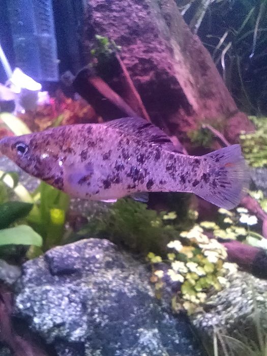 Аквариумные рыбки