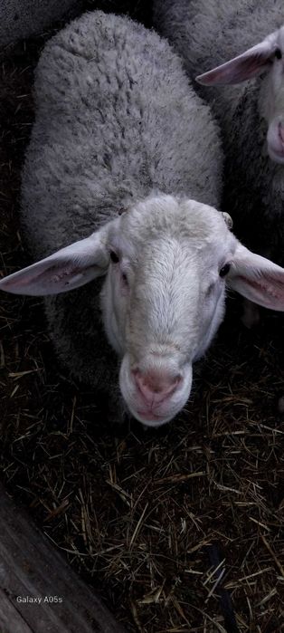 три мъжки шилета