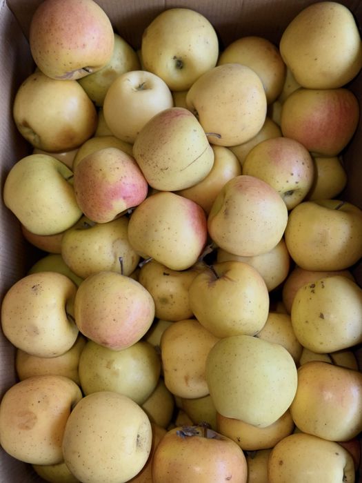 Продам местные яблоки!