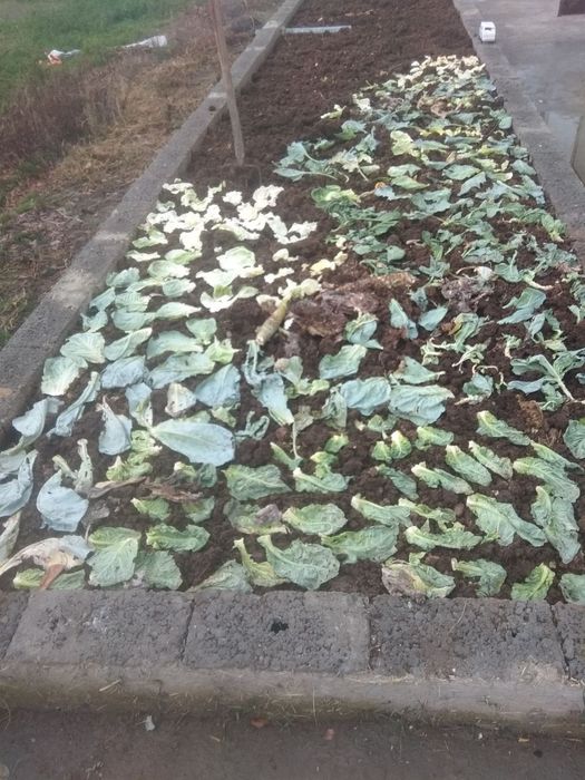 Kaliforniya chuvalchangi Kg Xisobida