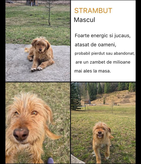 Donăm cățelușe pui și adult sterilizate plus un mascul