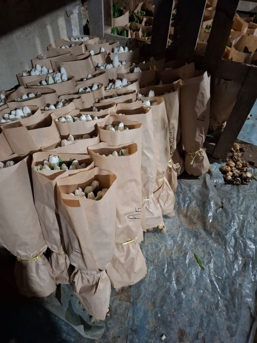 Тюльпаны на 8 марта