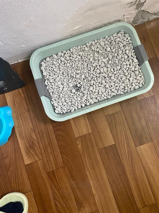 Отдам кошку в хорошие руки