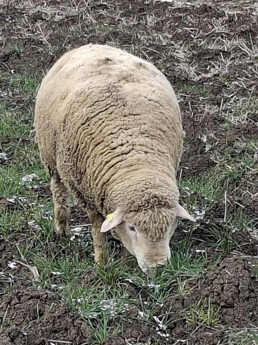 Vând oi il de franse