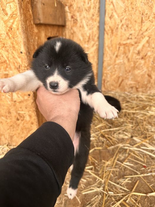 Шенки русско- европецской лайки