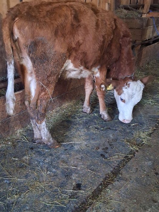 Vând junica baltata gestanta