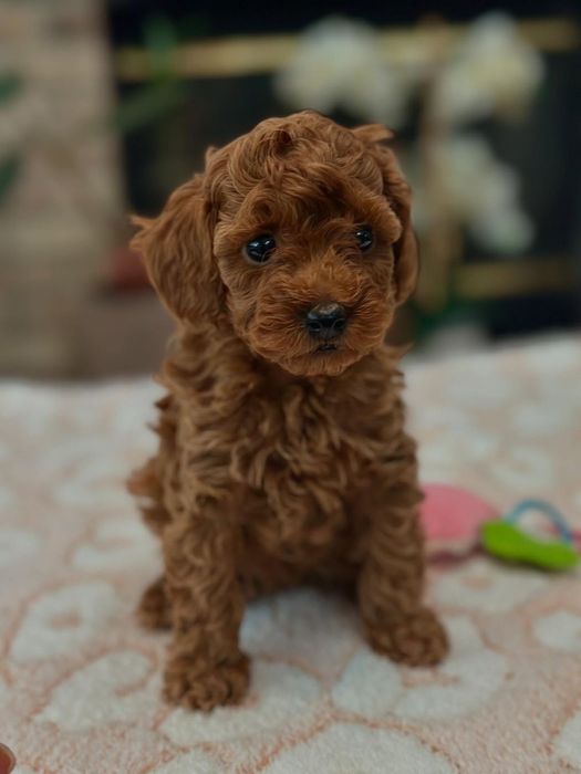 Fetiță pudel/poodle