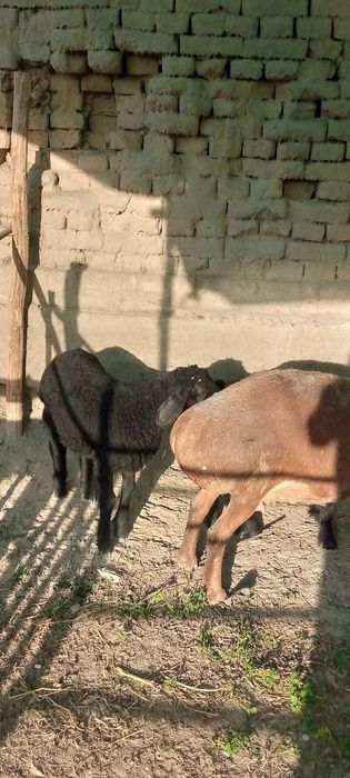 Тозза арашан егиз тугадиган куй сотилади