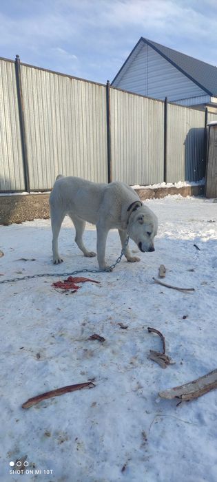 Продам алабай ургашы