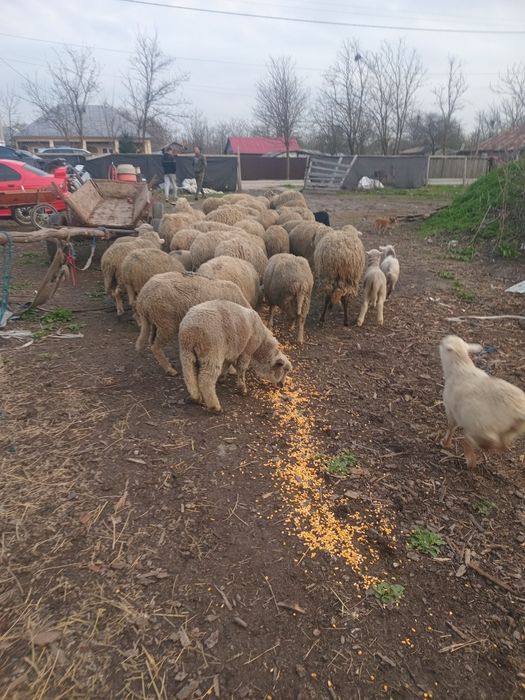 38 de oi bune de ținut cu miei mari