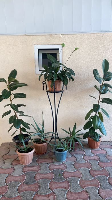 Комнатные цветы рамтения