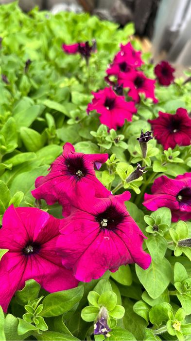 Петуния Тагетис Астра