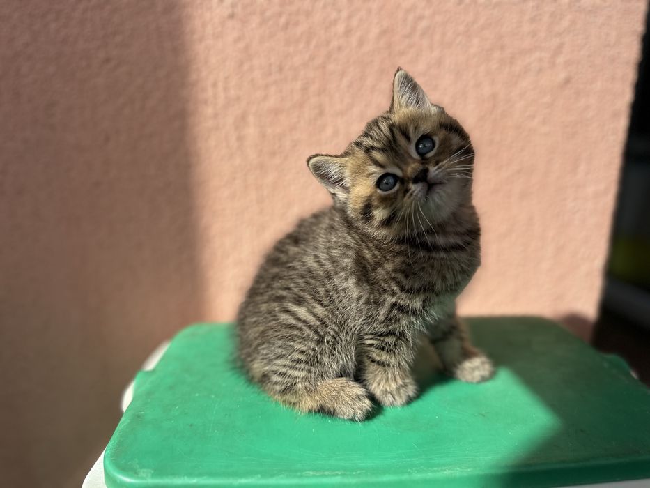 Шотландски клепоухи и британски късокосмести котки